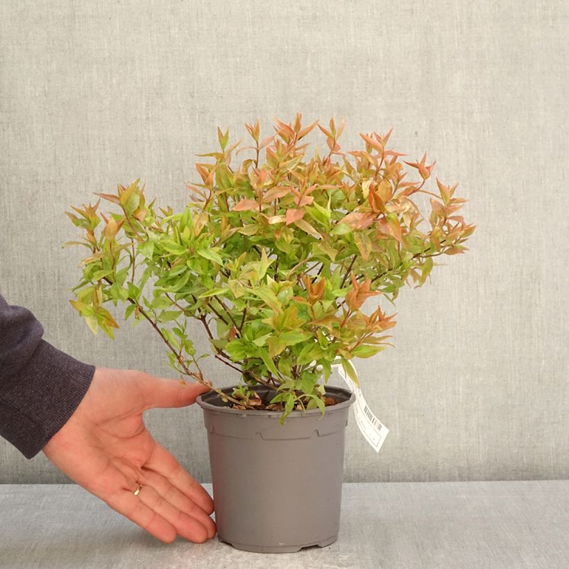 Exemplaar van Glanzende abelia Kaleidoscope Pot van 1 l/1,5 l zoals geleverd in de lente
