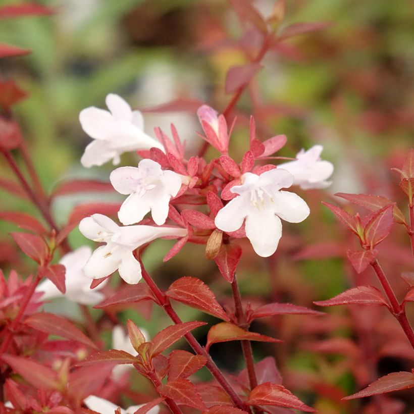 Abelia Pisto - Glanzende abelia (Flowering)