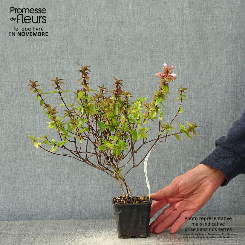 Exemplaar van Abelia grandiflora Pisto Godet de 8/9 cm zoals geleverd in de herfst