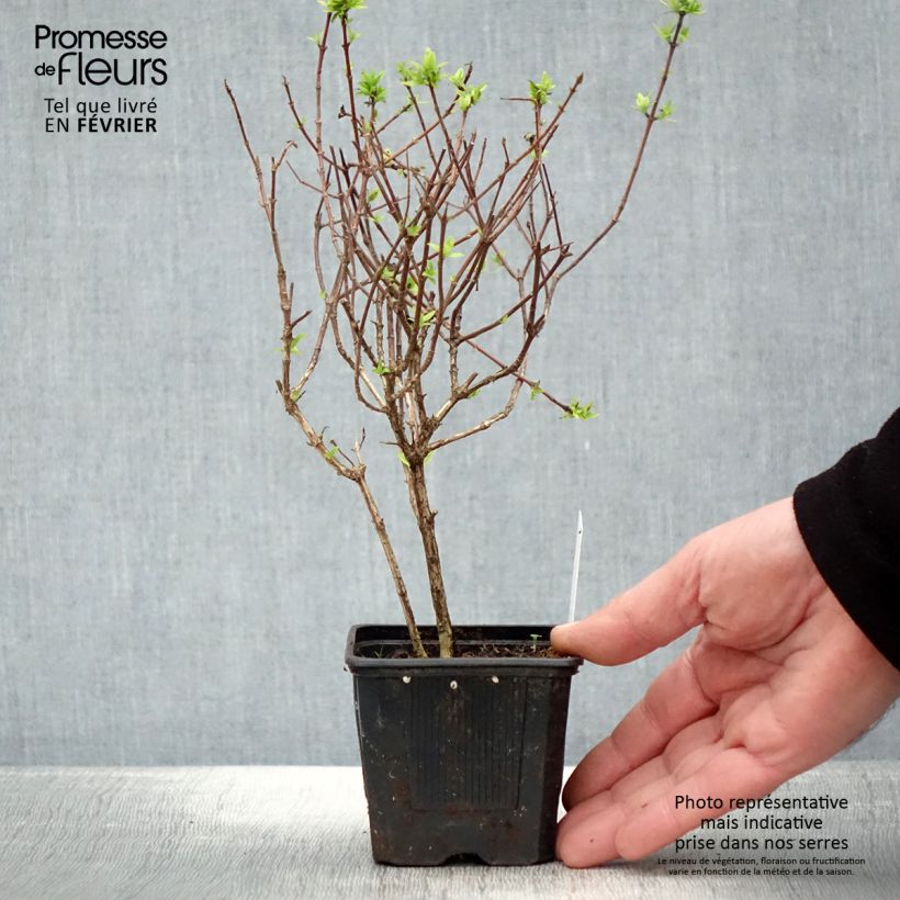 Example of Abelia grandiflora Pisto Kweekpotje van 8/9 cm as you get in hiver