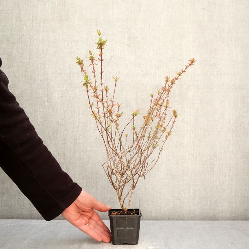 Exemplaar van Glanzende abelia Pisto Kweekpotje van 8/9 cm zoals geleverd in de lente