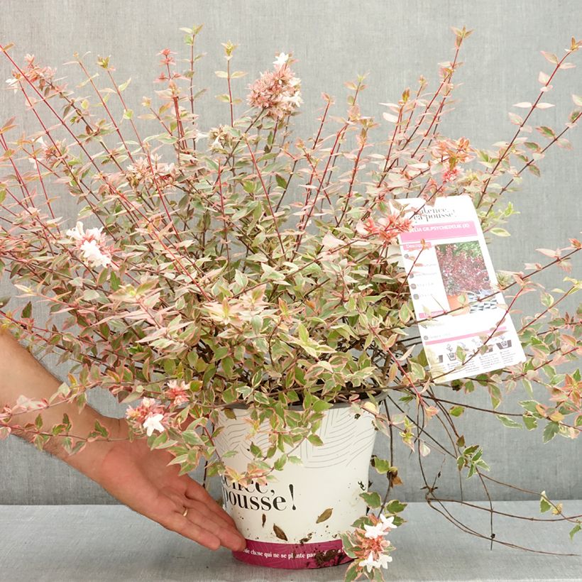 Exemplaar van Glanzende abelia Psykedelik Pot van 4 l/5 l zoals geleverd in de zomer