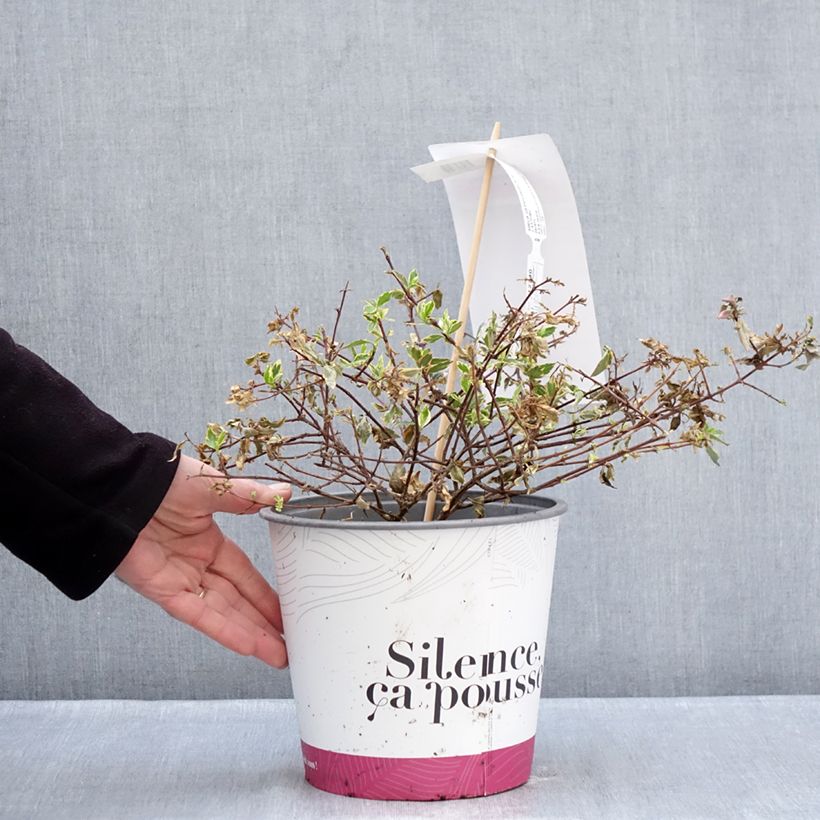 Exemplaar van Glanzende abelia Psykedelik Pot van 4 l/5 l zoals geleverd in de winter