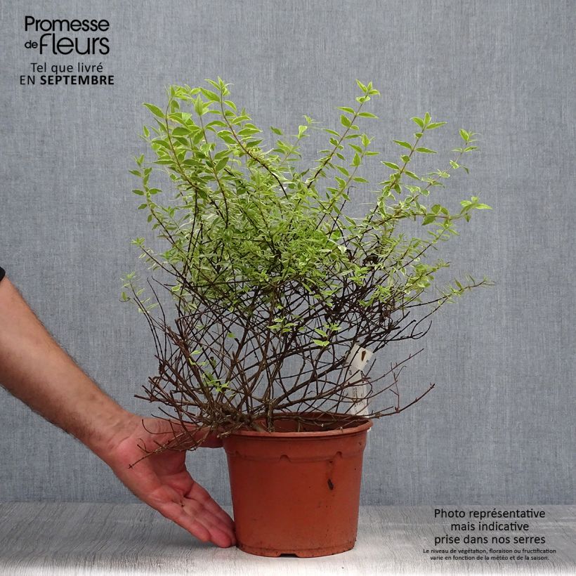 Exemplaar van Glanzende abelia Radiance - Abelia grandiflora Pot van 4 l/5 l zoals geleverd in de herfst