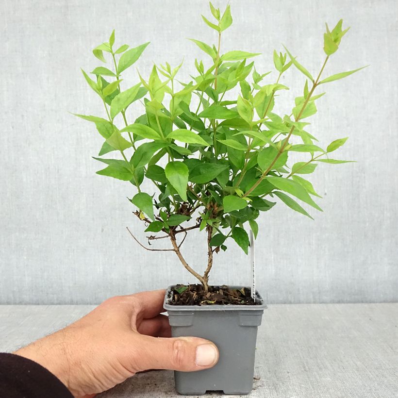 Exemplaar van Glanzende abelia Sherwood Kweekpotje van 8/9 cm zoals geleverd in de lente