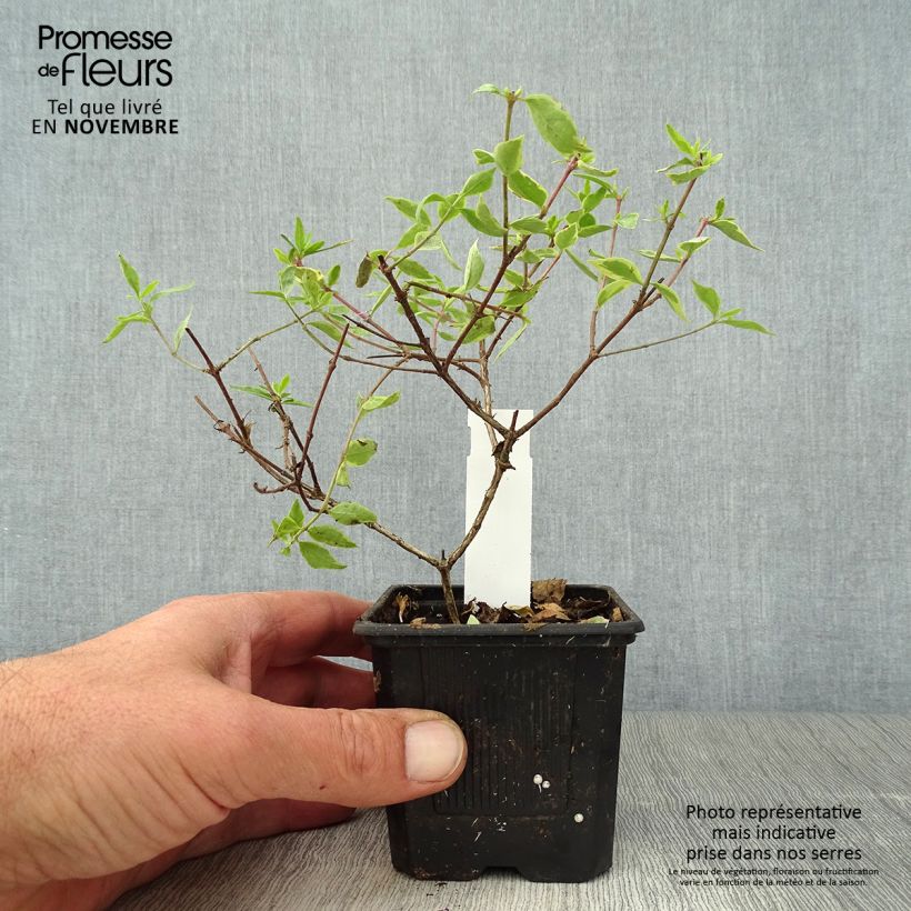 Exemplaar van Abelia grandiflora Sunshine Daydream Godet de 8/9 cm zoals geleverd in de herfst