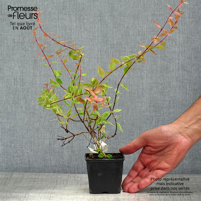 Exemplaar van Glanzende abelia Sunshine Daydream Kweekpotje van 8/9 cm zoals geleverd in de zomer