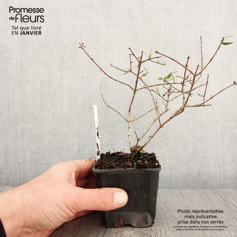 Example of Abelia Sunshine Daydream - Glanzende abelia Kweekpotje van 8/9 cm as you get in hiver