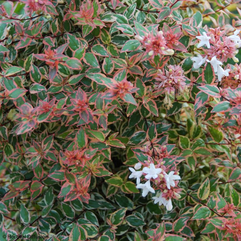 Abelia Tricolor Charm - Glanzende abelia (Flowering)