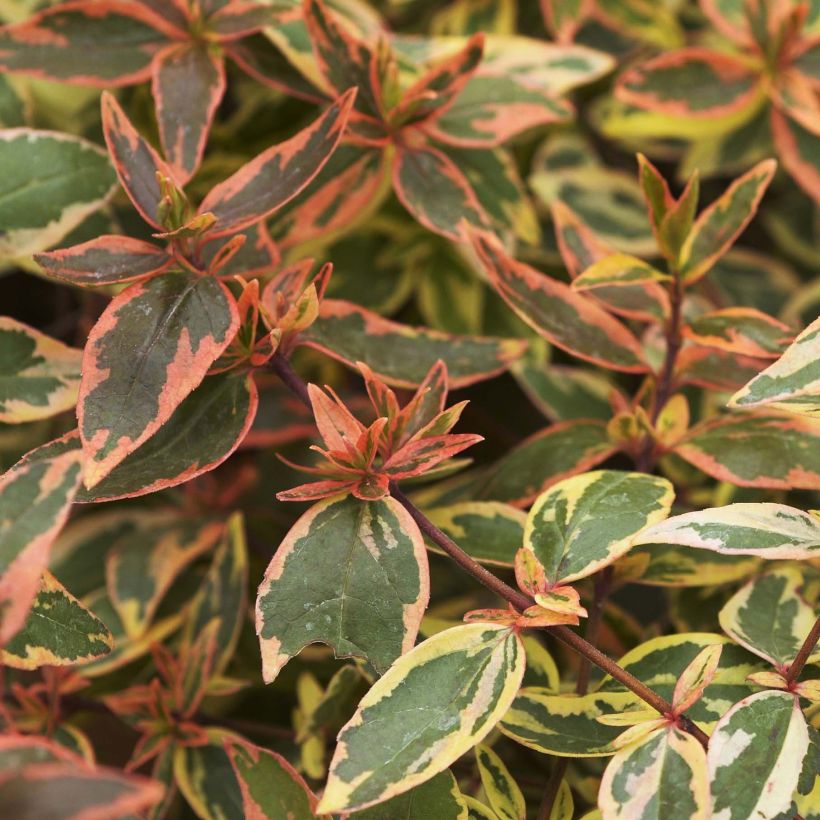 Abelia Tricolor Charm - Glanzende abelia (Foliage)