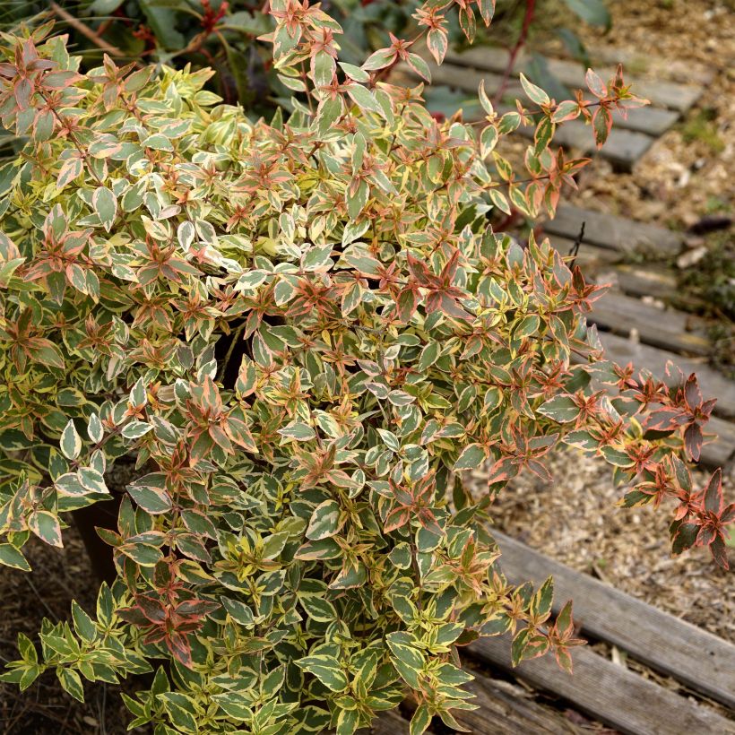 Abelia Tricolor Charm - Glanzende abelia (Plant habit)