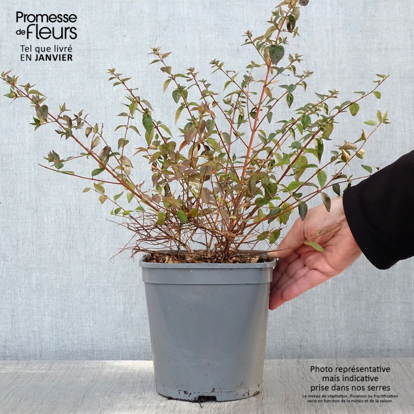 Example of Abelia Pink Pong Pot van 3 l/4 l as you get in hiver
