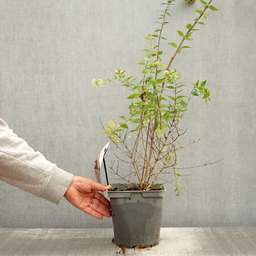 Exemplaar van Chinese abelia Raspberry Profusion - Abelia Pot van 3 l/4 l zoals geleverd in de herfst