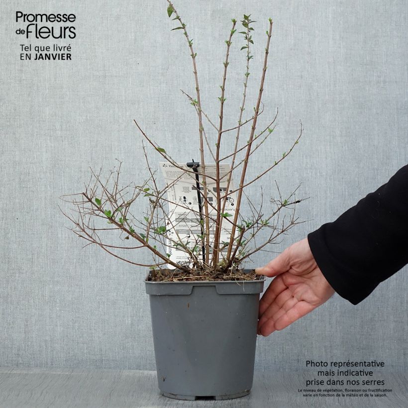 Example of Abelia Raspberry Profusion Pot van 3 l/4 l as you get in hiver