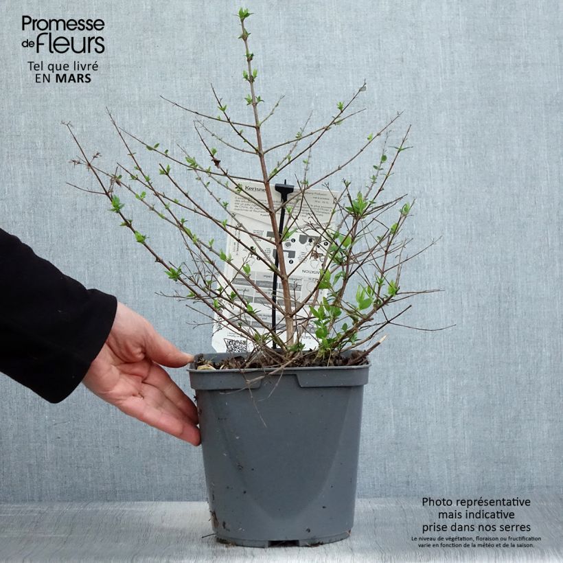 Exemplaar van Chinese abelia Raspberry Profusion - Abelia Pot van 3 l/4 l zoals geleverd in de lente