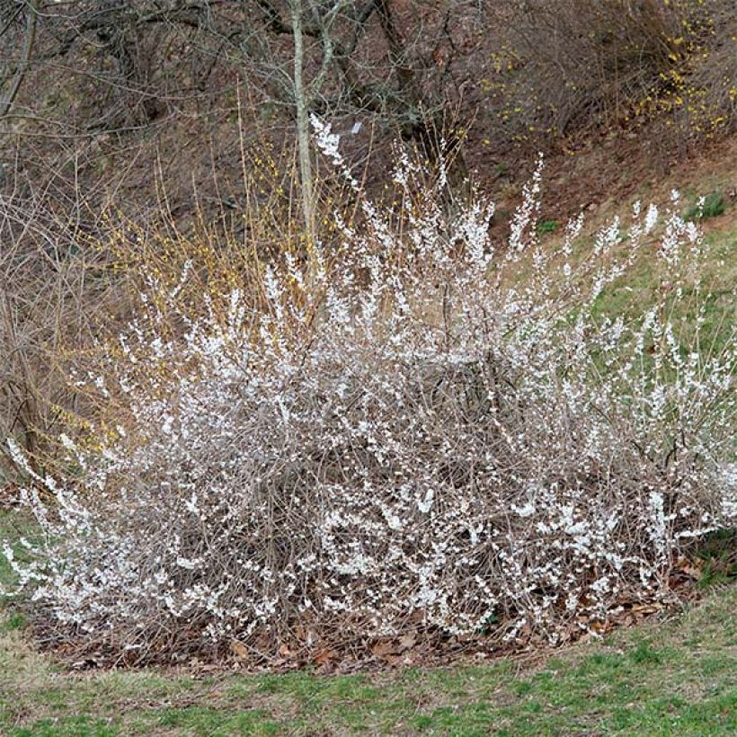 Abeliophyllum distichum Roseum - Witte forsythia (Plant habit)