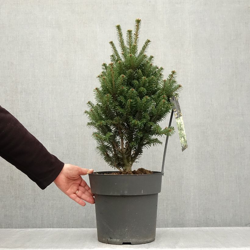 Exemplaar van Abies alba Pyramidalis - Zilverspar Pot van 7,5 l/10 l zoals geleverd in de herfst