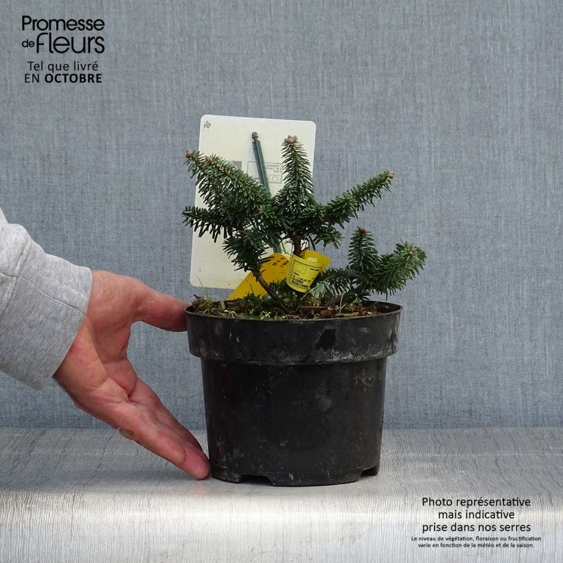 Exemplaar van Abies balsamea Nana - Balsemzilverspar Pot van 2 l/3 l zoals geleverd in de herfst