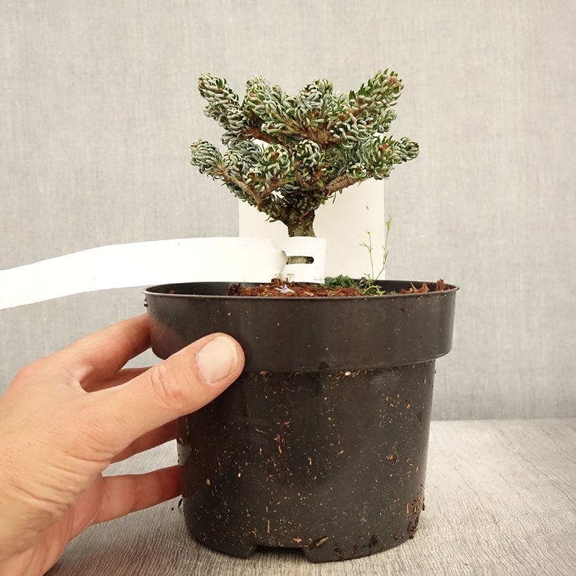 Exemplaar van Abies koreana Kohout's Icebreaker® - Koreaanse zilverspar Pot van 2 l/3 l zoals geleverd in de herfst