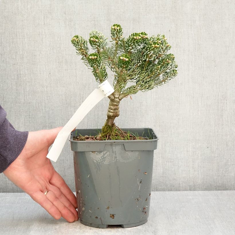 Exemplaar van Abies koreana Kohout's Icebreaker® - Koreaanse zilverspar Pot van 2 l/3 l zoals geleverd in de lente