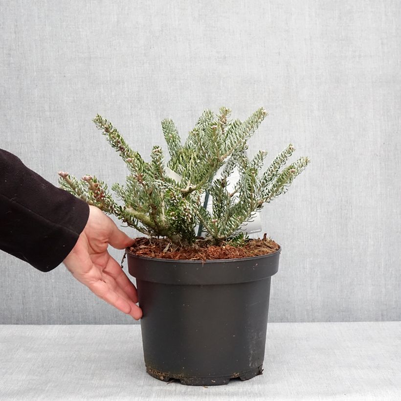 Example of Abies koreana Silberlocke - Sapin de Corée Pot van 4 l/5 l as you get in hiver