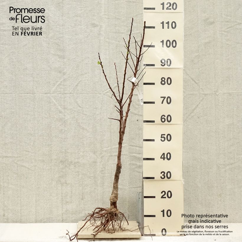 Exemplaar van Abrikozenboom 'Bergeron' Biologisch zoals geleverd in de winter