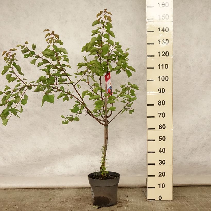 Exemplaar van Abrikozenboom Bergeron Pot van 7,5 l/10 l, Kelkvormig zoals geleverd in de zomer