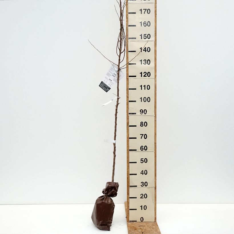 Exemplaar van Abrikozenboom Bergeron Plantklare kluit, Onderstam zoals geleverd in de herfst