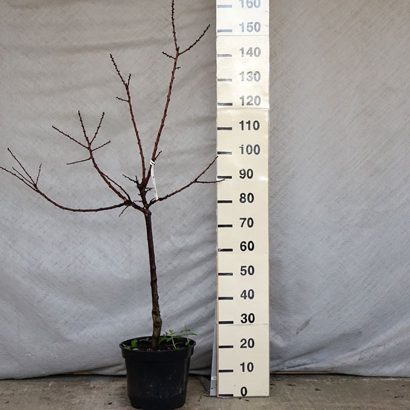 Exemplaar van Abrikozenboom Bergeval Pot van 7,5 l/10 l, Kelkvormig zoals geleverd in de lente