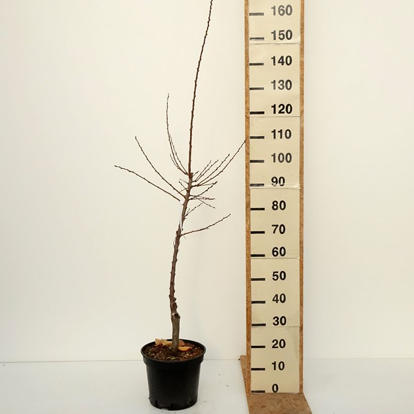 Exemplaar van Abrikozenboom Bergeval Pot van 12 l/15 l, Kelkvormig zoals geleverd in de herfst