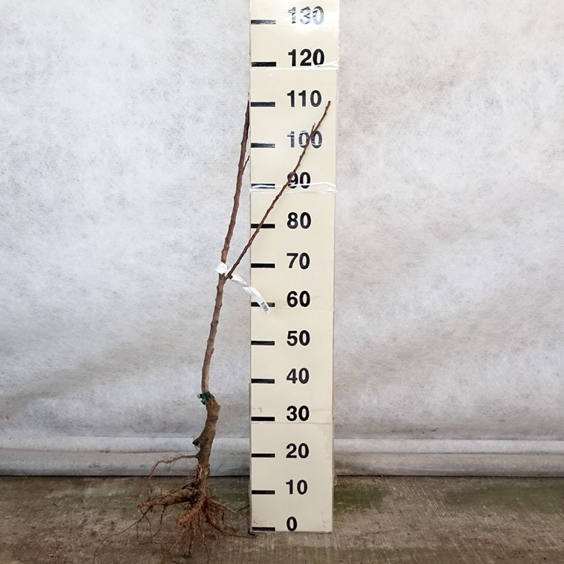 Exemplaar van Abrikozenboom Canino BIO Naakte wortel, Onderstam zoals geleverd in de winter