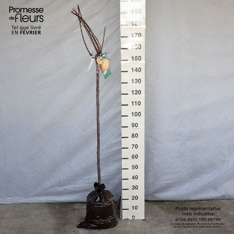 Exemplaar van Abrikozenboom Doucoeur Georges Delbard Plantklare kluit, Half-hoge stam zoals geleverd in de winter