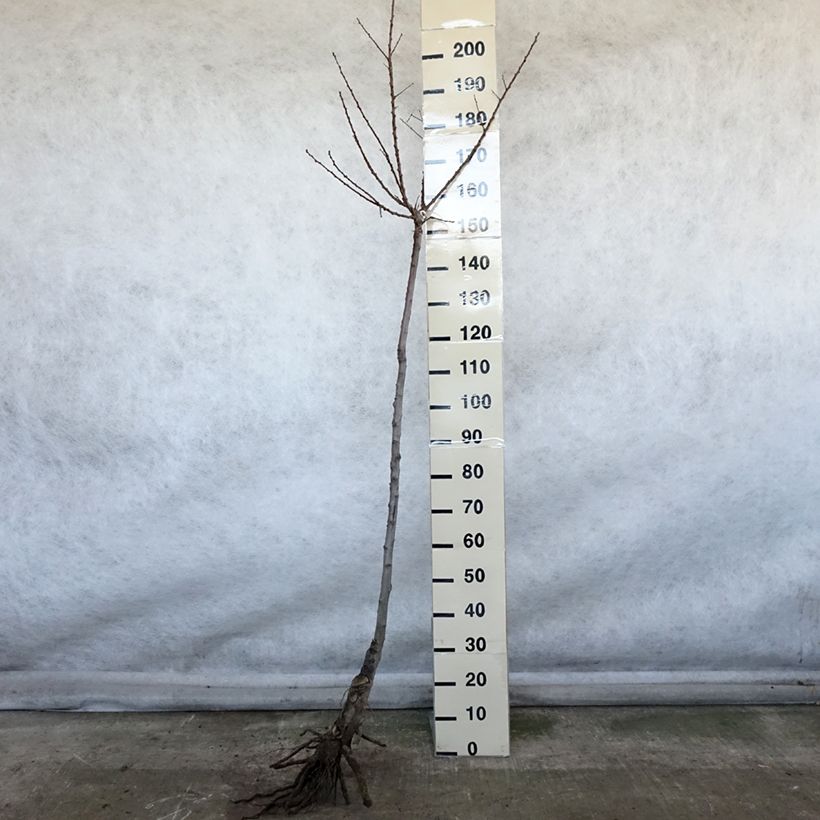 Exemplaar van Abrikozenboom Luizet Naakte wortel, Half-hoge stam zoals geleverd in de winter