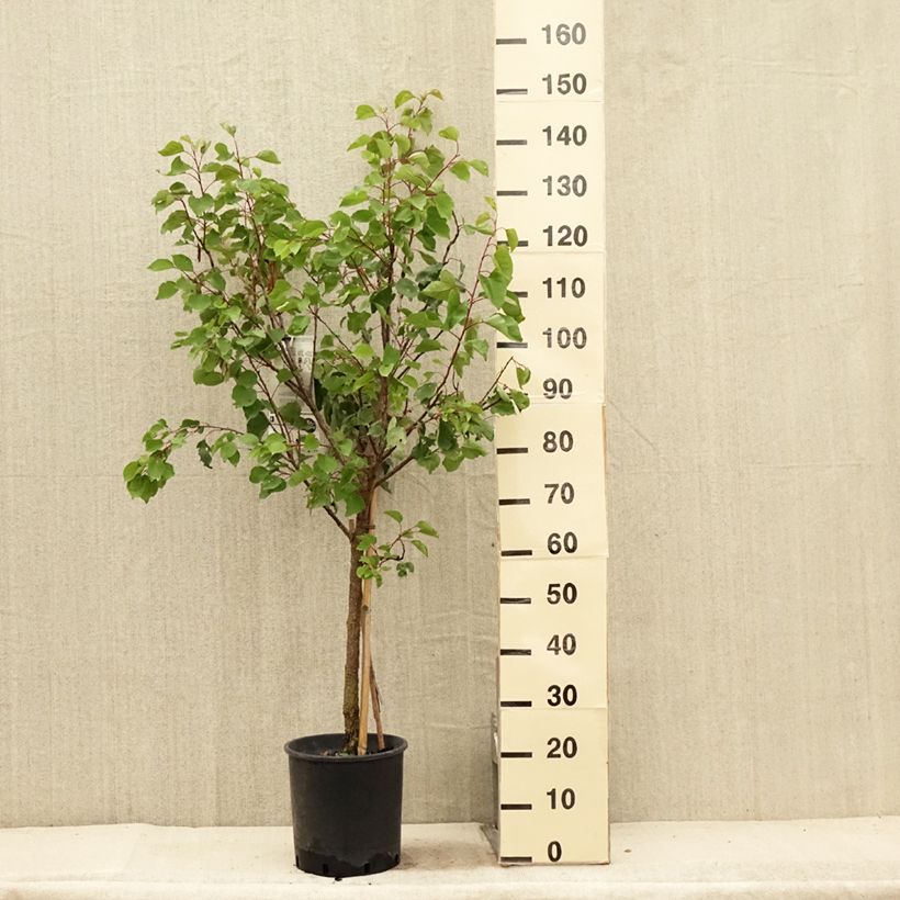 Exemplaar van Abrikozenboom Luizet Pot van 7,5 l/10 l, Kelkvormig zoals geleverd in de zomer