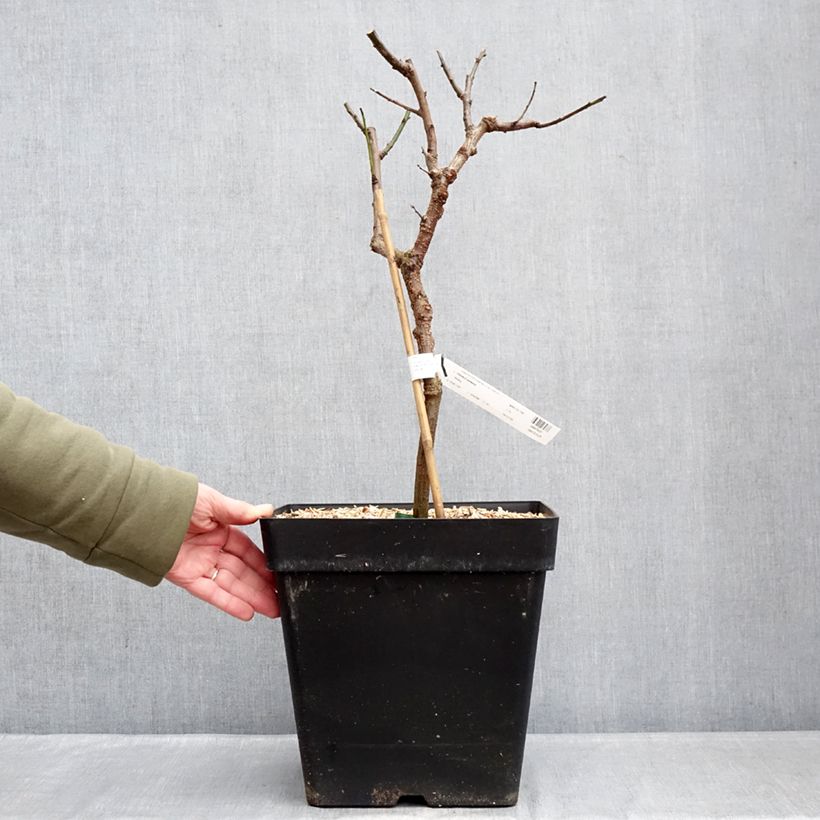 Exemplaar van Dwergabrikozenboom Fruit Me Apricot Me Pending Pot van 12 l/15 l, Dwerg zoals geleverd in de winter