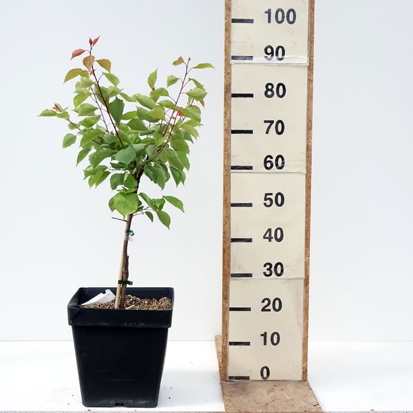 Exemplaar van Dwergabrikozenboom Fruit Me Apricot Me Pending Pot van 12 l/15 l, Dwerg zoals geleverd in de lente