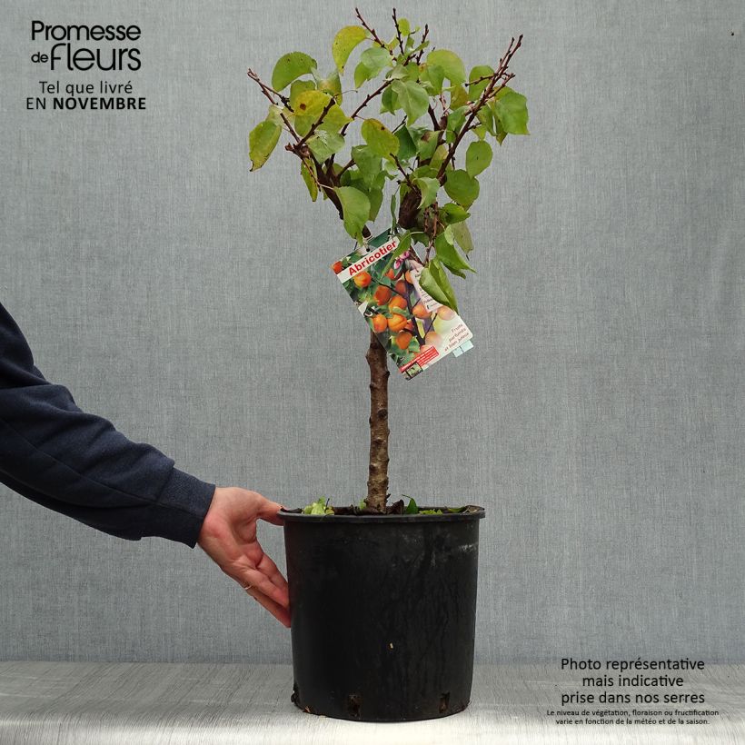 Exemplaar van Dwergabrikozenboom Garden Aprigold Pot van 6 l/7 l, Kwartstam zoals geleverd in de herfst