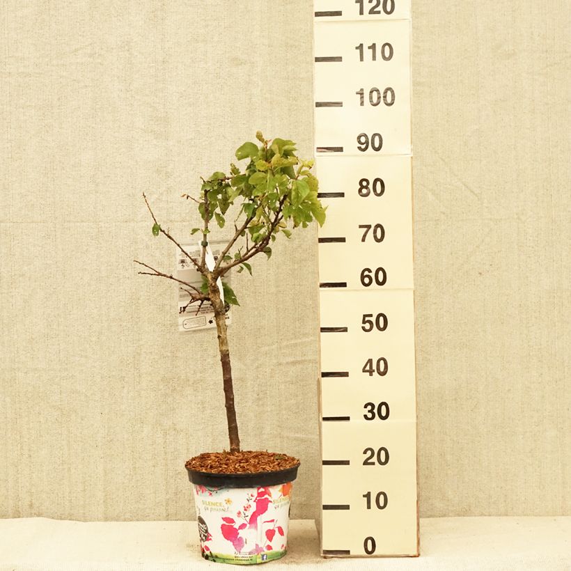 Exemplaar van Dwergabrikozenboom Garden Aprigold Pot van 6 l/7 l, Kwartstam zoals geleverd in de lente