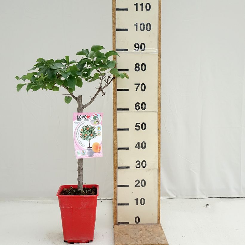 Exemplaar van Dwergabrikozenboom Garden Aprigold Pot van 6 l/7 l, Kwartstam zoals geleverd in de zomer