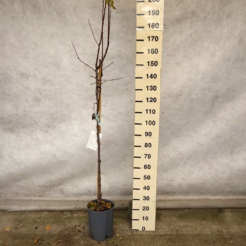 Exemplaar van Abrikozenboom Pools Pot van 7,5 l/10 l, Half-hoge stam zoals geleverd in de herfst