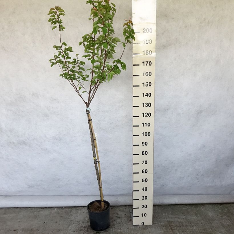 Exemplaar van Abrikozenboom Pools Pot van 7,5 l/10 l, Half-hoge stam zoals geleverd in de zomer