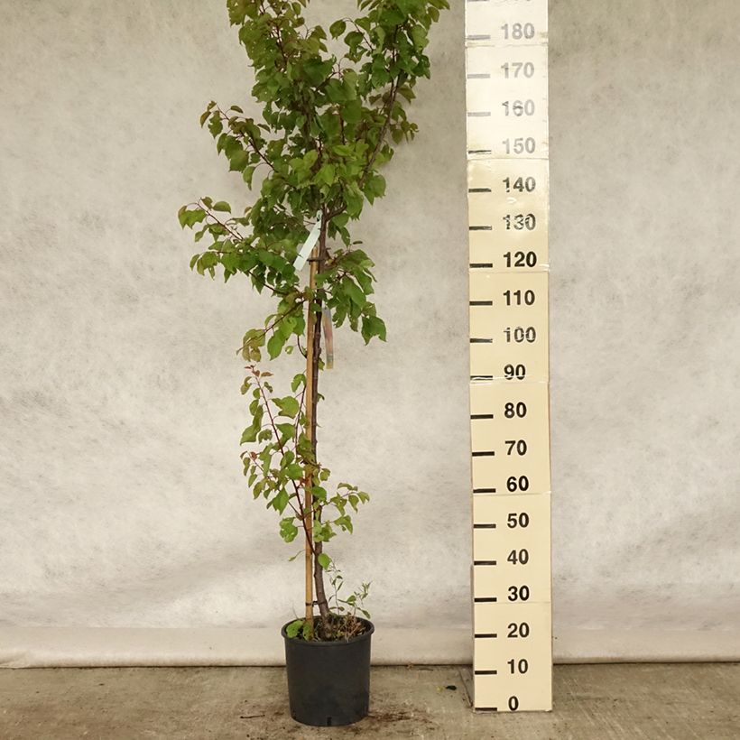 Exemplaar van Abrikozenboom Pools Pot van 7,5 l/10 l, Kelkvormig zoals geleverd in de zomer