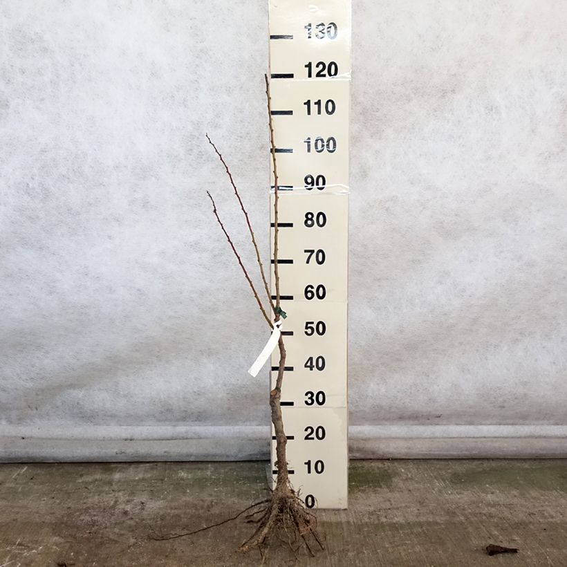 Exemplaar van Abrikozenboom Précoce de Saumur BIO Naakte wortel, Onderstam zoals geleverd in de winter