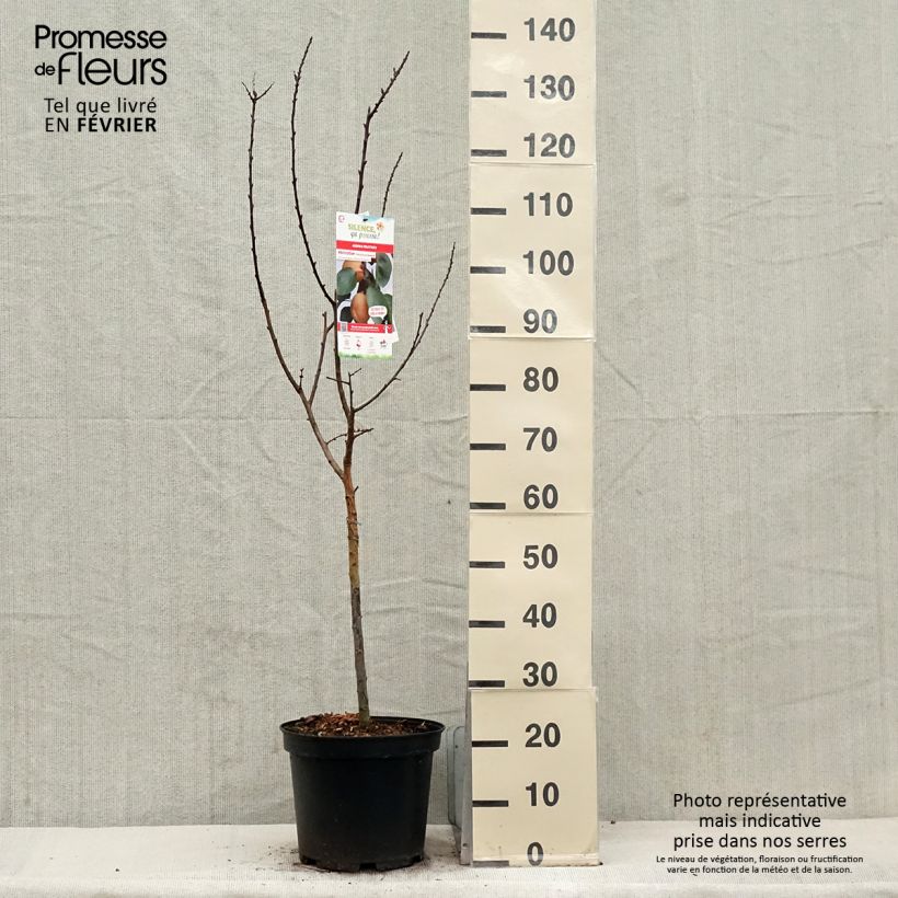Exemplaar van Abrikozenboom Précoce de Saumur Pot van 7,5 l/10 l, Kelkvormig zoals geleverd in de winter