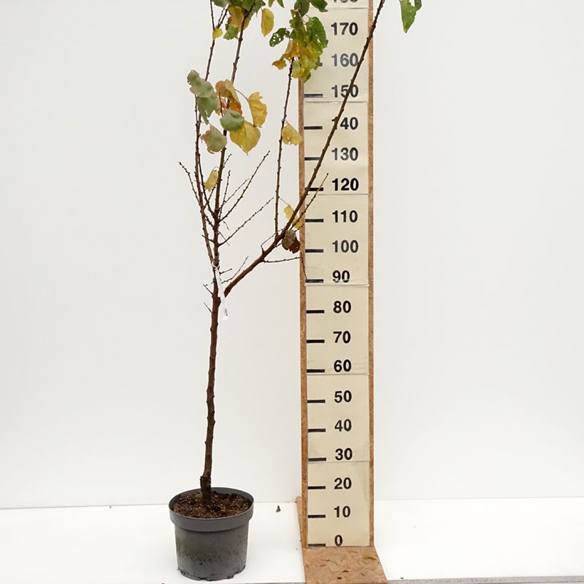 Exemplaar van Abrikozenboom Précoce de Saumur Pot van 7,5 l/10 l, Kelkvormig zoals geleverd in de herfst