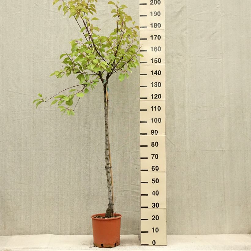 Exemplaar van Abrikozenboom Bulida Pot van 7,5 l/10 l, Half-hoge stam zoals geleverd in de zomer