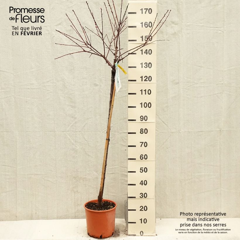 Exemplaar van Abrikozenboom Bulida Pot van 7,5 l/10 l, Half-hoge stam zoals geleverd in de winter
