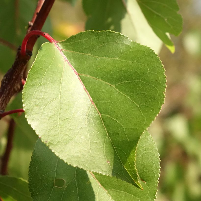 Abrikozenboom Harcot (Blad)