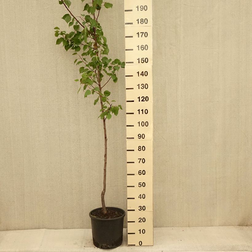 Exemplaar van Abrikozenboom Harcot Pot van 12 l/15 l, Kelkvormig zoals geleverd in de zomer