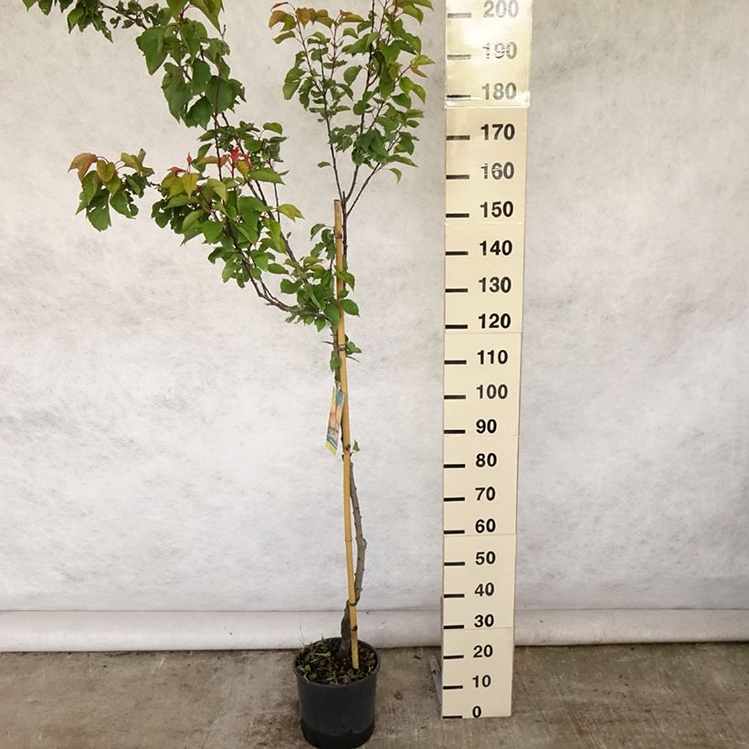 Exemplaar van Abrikozenboom Pêche de Nancy Pot van 7,5 l/10 l, Half-hoge stam zoals geleverd in de zomer